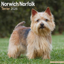 Norwich/Norfolk Terrier Calendar 2026  Square Dog Breed Wall Calendar - 16 Month-9781804606698