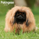 Pekingese Calendar 2026  Square Dog Breed Wall Calendar - 16 Month-9781804606735