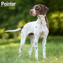 Pointer  Calendar 2026  Square Dog Breed Wall Calendar - 16 Month-9781804606742