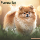 Pomeranian Calendar 2026  Square Dog Breed Wall Calendar - 16 Month-9781804606759