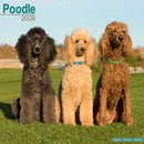 Poodle Calendar 2026  Square Dog Breed Wall Calendar - 16 Month-9781804606766