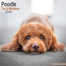 Poodle (Toy & Miniature) Calendar 2026  Square Dog Breed Wall Calendar - 16 Month-9781804606773