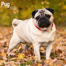 Pug Calendar 2026  Square Dog Breed Wall Calendar - 16 Month-9781804606780
