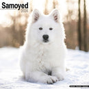 Samoyed Calendar 2026  Square Dog Breed Wall Calendar - 16 Month-9781804606827