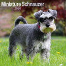 Schnauzer Miniature  Calendar 2026  Square Dog Breed Wall Calendar - 16 Month-9781804606858