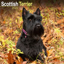 Scottish Terrier Calendar 2026  Square Dog Breed Wall Calendar - 16 Month-9781804606865
