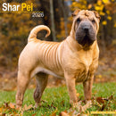 Shar Pei Calendar 2026  Square Dog Breed Wall Calendar - 16 Month-9781804606872