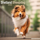 Shetland Sheepdog Calendar 2026  Square Dog Breed Wall Calendar - 16 Month-9781804606889