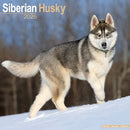 Siberian Husky Calendar 2026  Square Dog Breed Wall Calendar - 16 Month-9781804606919