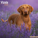 Vizsla Calendar 2026  Square Dog Breed Wall Calendar - 16 Month-9781804606940