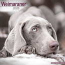 Weimaraner Calendar 2026  Square Dog Breed Wall Calendar - 16 Month-9781804606957