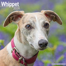 Whippet Calendar 2026  Square Dog Breed Wall Calendar - 16 Month-9781804606988