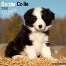 Border Collie Puppies Calendar 2026  Square Dog Puppy Breed Wall Calendar - 16 Month-9781804607015