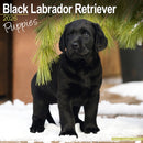 Black Labrador Puppies Calendar 2026  Square Dog Puppy Breed Wall Calendar - 16 Month-9781804607060