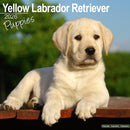 Yellow Labrador Puppies Calendar 2026  Square Dog Puppy Breed Wall Calendar - 16 Month-9781804607077