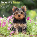 Yorkshire Terrier Puppies Calendar 2026  Square Dog Puppy Breed Wall Calendar - 16 Month-9781804607107