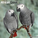 African Greys Calendar 2026  Square Bird Wall Calendar - 16 Month-9781804607114