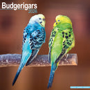 Budgerigars Calendar 2026  Square Bird Wall Calendar - 16 Month-9781804607121