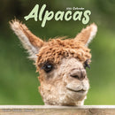 Alpacas Calendar 2026  Square Animal Wall Calendar - 16 Month-9781804607169