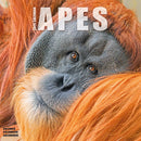 Apes Calendar 2026  Square Animal Wall Calendar - 16 Month-9781804607176