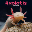 Axolotls Calendar 2026  Square Animal Wall Calendar - 16 Month-9781804607190