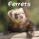 Ferrets Calendar 2026  Square Animal Wall Calendar - 16 Month-9781804607329