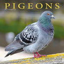 Pigeons Calendar 2026  Square Birds Wall Calendar - 16 Month-9781804607442
