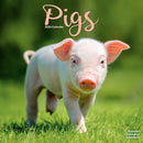 Pigs Calendar 2026  Square Farm Animal Wall Calendar - 16 Month-9781804607459