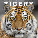 Tigers Calendar 2026  Square Wildlife Safari Big Cats Wall Calendar - 16 Month-9781804607527