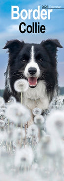 Border Collie Slim Calendar 2026  Dog Breed Slimline Calendar - 12 Month-9781804607954