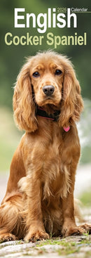 English Cocker Spaniel  Slim Calendar 2026  Dog Breed Slimline Calendar - 12 Month-9781804608012