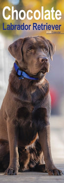 Chocolate Labrador Retriever Slim Calendar 2026  Dog Breed Slimline Calendar - 12 Month-9781804608098