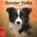 Border Collie Puppies Square Mini Calend-9781804608340