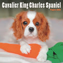Cavalier King Charles Spaniel Puppies Sq-9781804608371