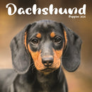 Dachshund Puppies Square Mini Calendar 2-9781804608395