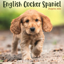 English Cocker Spaniel Puppies Square Mi-9781804608401