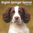 English Springer Spaniel Puppies Square-9781804608418