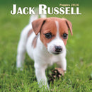 Jack Russell Puppies Square Mini Calenda-9781804608432