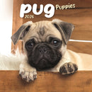 Pug Puppies Square Mini Calendar 2026-9781804608463