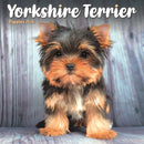 Yorkshire Terrier Puppies Square Mini Ca-9781804608517
