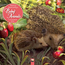 Patricia MacCarthy's Baby Animals Wall Calendar 2026 (Art Calendar)-9781835623558