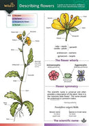 Describing Flowers