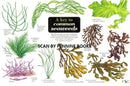 A Key to Common Seaweeds-9781851538683