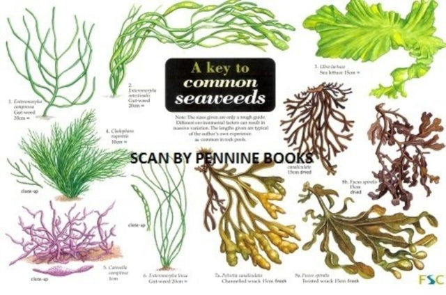 A Key to Common Seaweeds-9781851538683