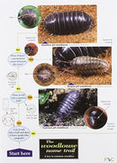 The Woodlouse Name Trail-9781851538850