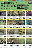 Maldives Marine Life Field Guide