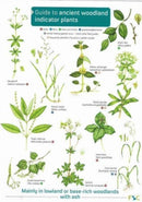 Guide to Ancient Woodland Indicator Plants-9781908819277