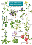 Guide to flowers of walks and waysides-9781908819345