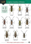 Guide to longhorn beetles of Britain-9781908819376