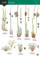 Guide to rushes-9781908819383